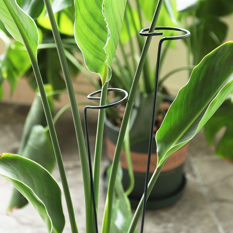 1/10pcs Garden Support Stake R - огляд і ціна Gardening Tools Range