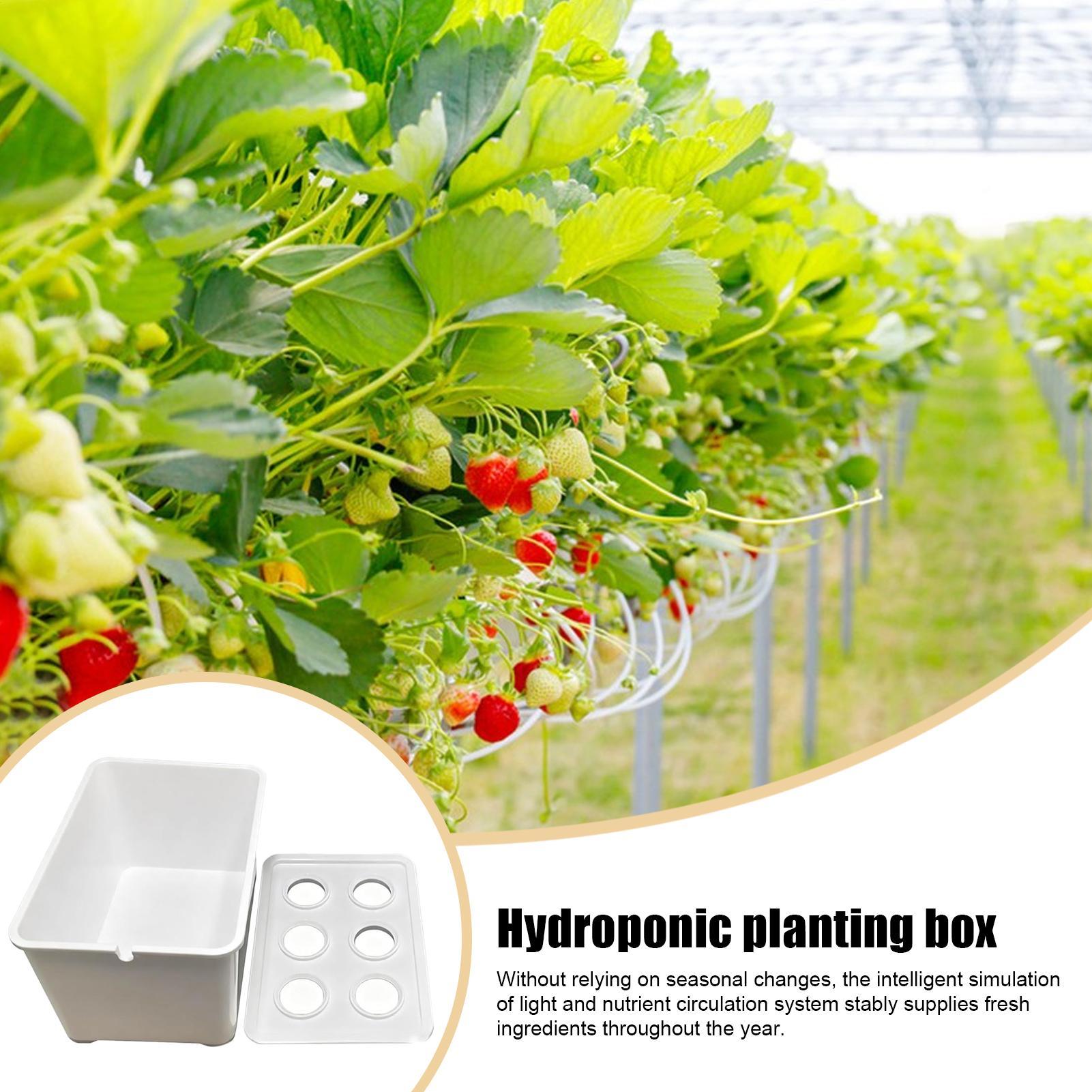 Hydroponic Planting Kit Beginn - огляд і ціна Hydroponic System